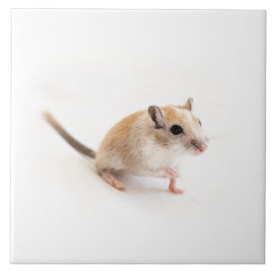 Gerbil Cute Baby Animal Pet Gerbils Sjabloon Tegeltje