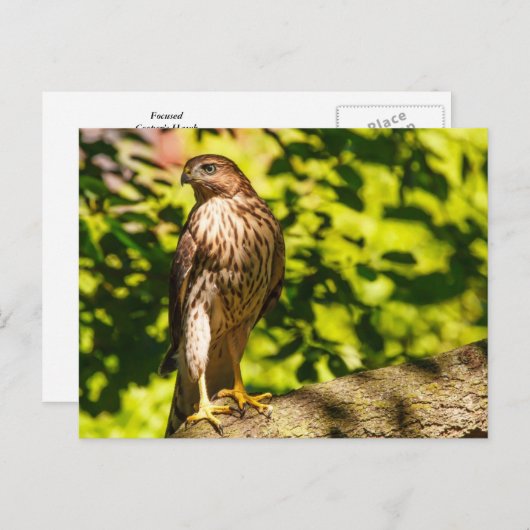 Gericht Briefkaart (Voorkant / Achterkant)