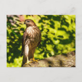 Gericht Briefkaart (Voorkant)