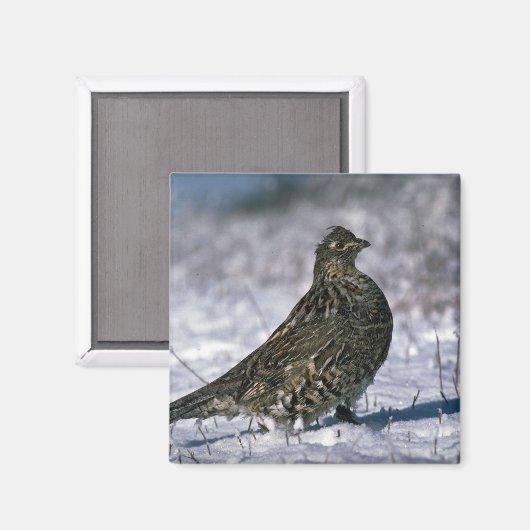 Gerimpelde korhoen die op besneeuwde grond staan magneet (Voorkant / Achterkant)