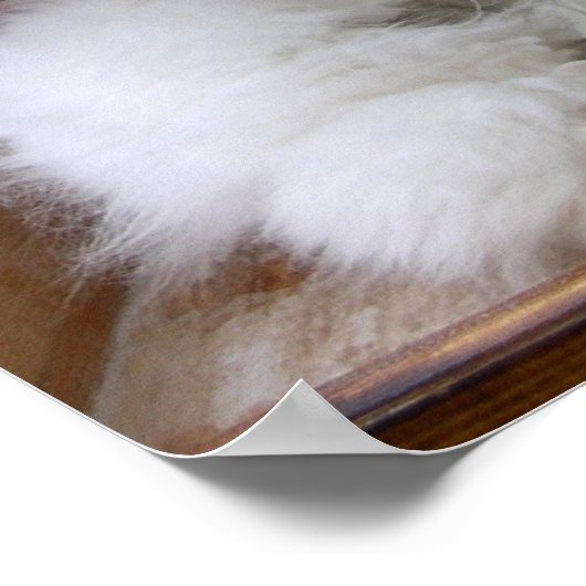 GERMAN ANGORA RABBIT ADD POSTER (Hoek)