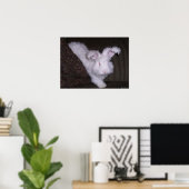 GERMAN ANGORA RABBIT POSTER (Thuiskantoor)
