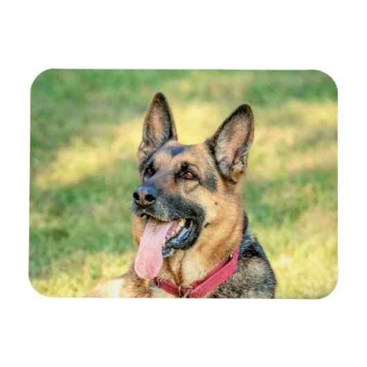 German Shepard Magneet (Horizontaal)