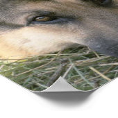 German Shepard Poster (Hoek)