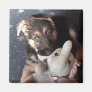 German Shephard Puppy Magnet Magneet