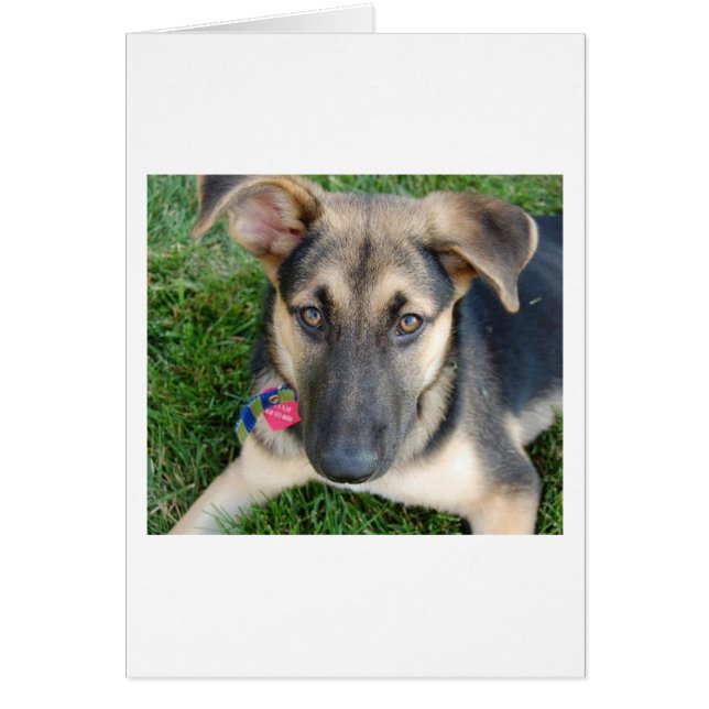 German Shepherd (Voorkant)
