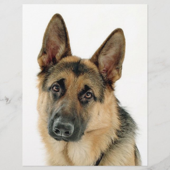 German Shepherd (Voorkant)