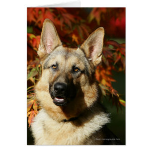German Shepherd Autumn Leaves