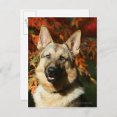 German Shepherd Autumn Leaves Briefkaart (Voorkant / Achterkant)
