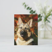German Shepherd Autumn Leaves Briefkaart (Staand voorkant)