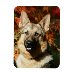 German Shepherd Autumn Leaves Magneet