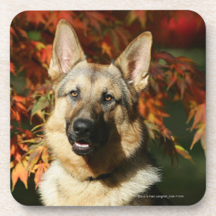 German Shepherd Autumn Leaves Onderzetter