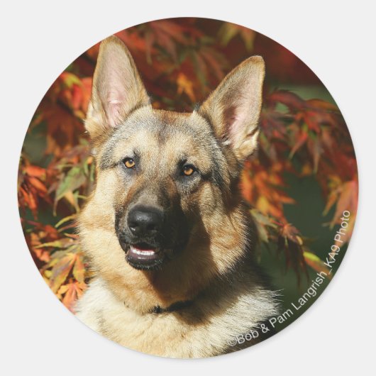 German Shepherd Autumn Leaves Ronde Sticker (Voorkant)
