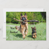 German Shepherd Birthday Kaart (Voorkant)