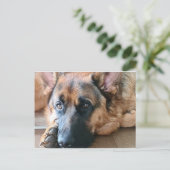 German Shepherd Briefkaart (Staand voorkant)