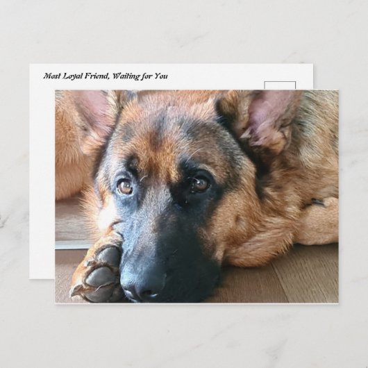 German Shepherd Briefkaart (Voorkant / Achterkant)