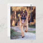 German Shepherd Briefkaart (Voorkant / Achterkant)