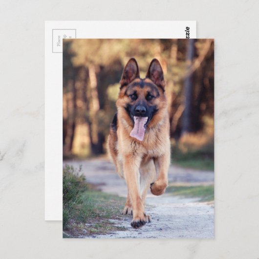 German Shepherd Briefkaart (Voorkant / Achterkant)
