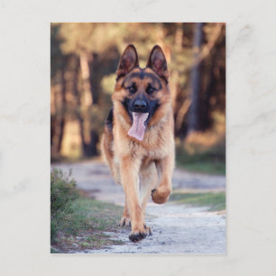 German Shepherd Briefkaart