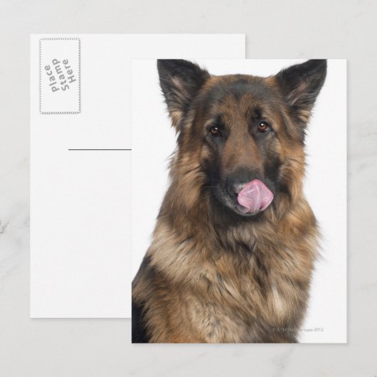 German Shepherd Briefkaart (Voorkant / Achterkant)