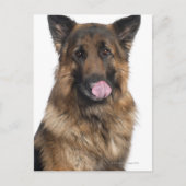 German Shepherd Briefkaart (Voorkant)