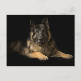 German Shepherd Briefkaart