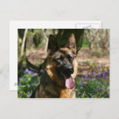 German Shepherd Briefkaart (Voorkant / Achterkant)