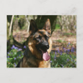 German Shepherd Briefkaart (Voorkant)