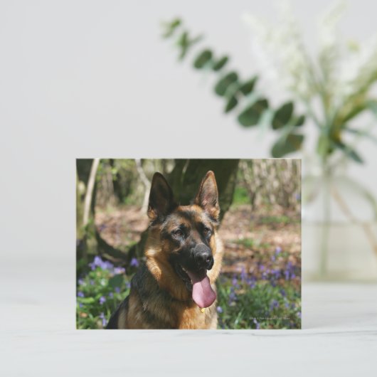 German Shepherd Briefkaart (Staand voorkant)