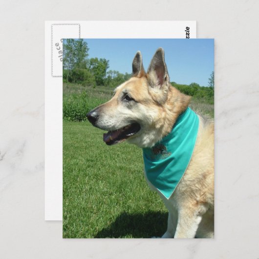 German Shepherd Briefkaart (Voorkant / Achterkant)