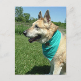 German Shepherd Briefkaart