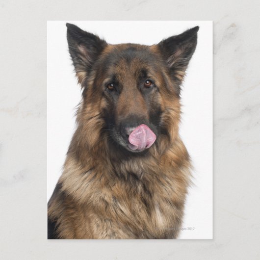 German Shepherd Briefkaart (Voorkant)