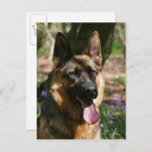 German Shepherd Briefkaart (Voorkant / Achterkant)