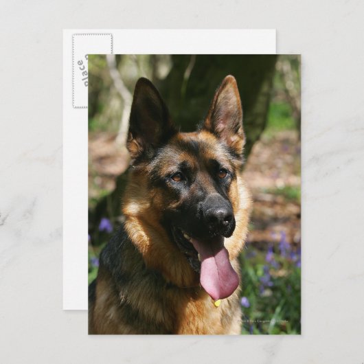 German Shepherd Briefkaart (Voorkant / Achterkant)