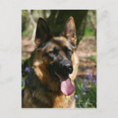German Shepherd Briefkaart (Voorkant)