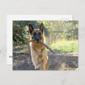 German Shepherd Briefkaart (Voorkant / Achterkant)