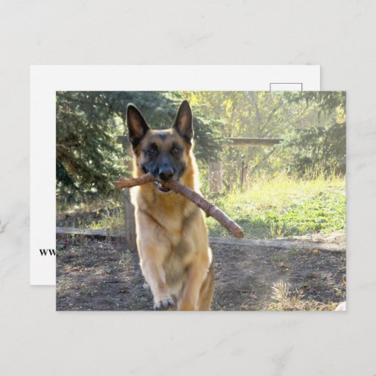 German Shepherd Briefkaart (Voorkant / Achterkant)