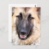 GERMAN SHEPHERD BRIEFKAART (Voorkant / Achterkant)