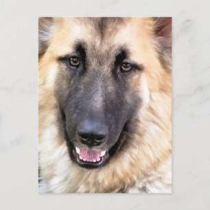 GERMAN SHEPHERD BRIEFKAART
