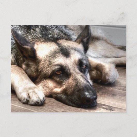 German Shepherd Briefkaart (Voorkant)