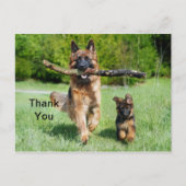 German Shepherd Dank je Briefkaart (Voorkant)