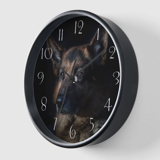 German Shepherd Dog (Hoek)