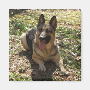 German Shepherd Dog Afbeelding Magnet Magneet