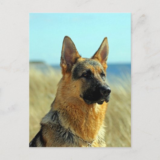 -German Shepherd Dog Briefkaart (Voorkant)