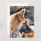 GERMAN SHEPHERD DOG BRIEFKAART (Voorkant / Achterkant)