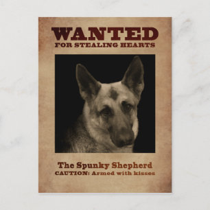 German Shepherd Dog Briefkaart