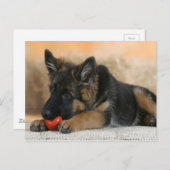 German Shepherd Dog Design Briefkaart (Voorkant / Achterkant)