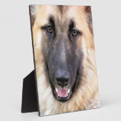 GERMAN SHEPHERD DOG FOTOPLAAT (Zijkant)