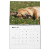 German Shepherd Dog kalender (Mar 2027)
