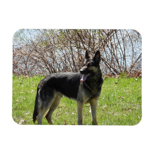 German Shepherd Dog Magneet (Horizontaal)